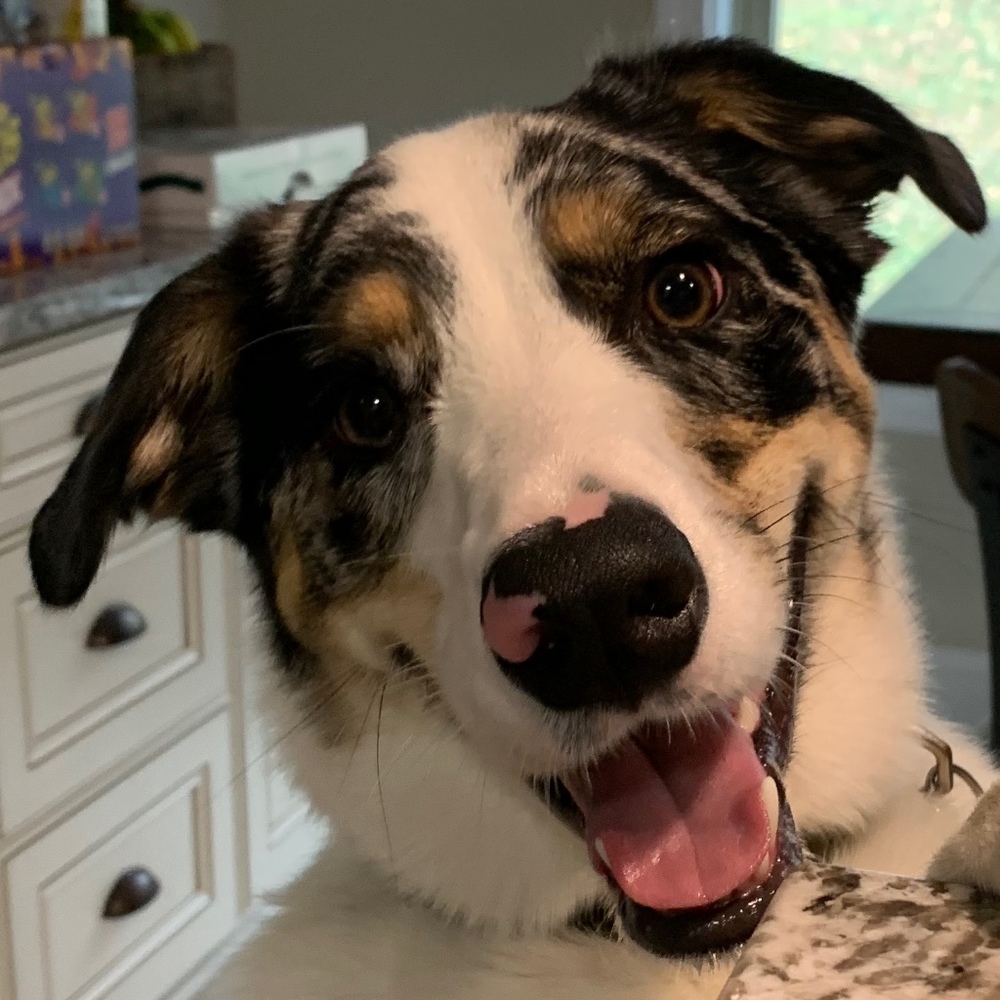 Meet your Posher, Addie